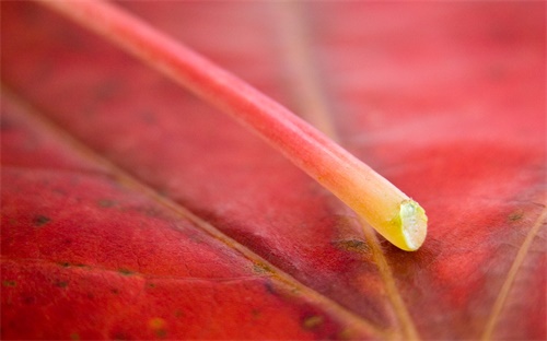 贾政性格特点及情节，贾政与贾母之争的十个关键